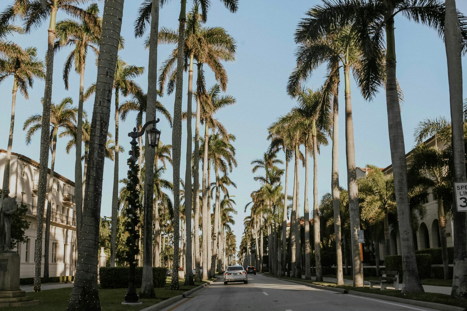 Street lined with tall palm trees